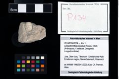 Foto (Objekt + Etikett) von Longodromites angustus (Reuss, 1858)  (NHMW-GEO-2014-0194-0134)